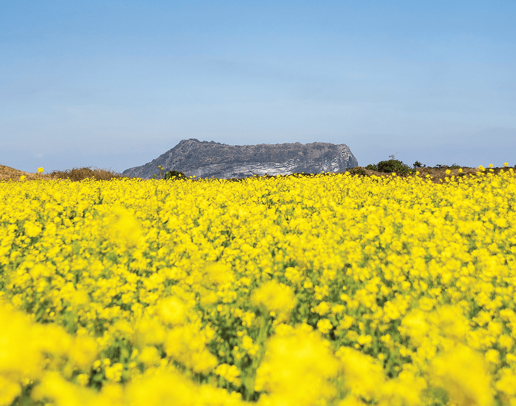 비타민 같은 봄 제주 여행