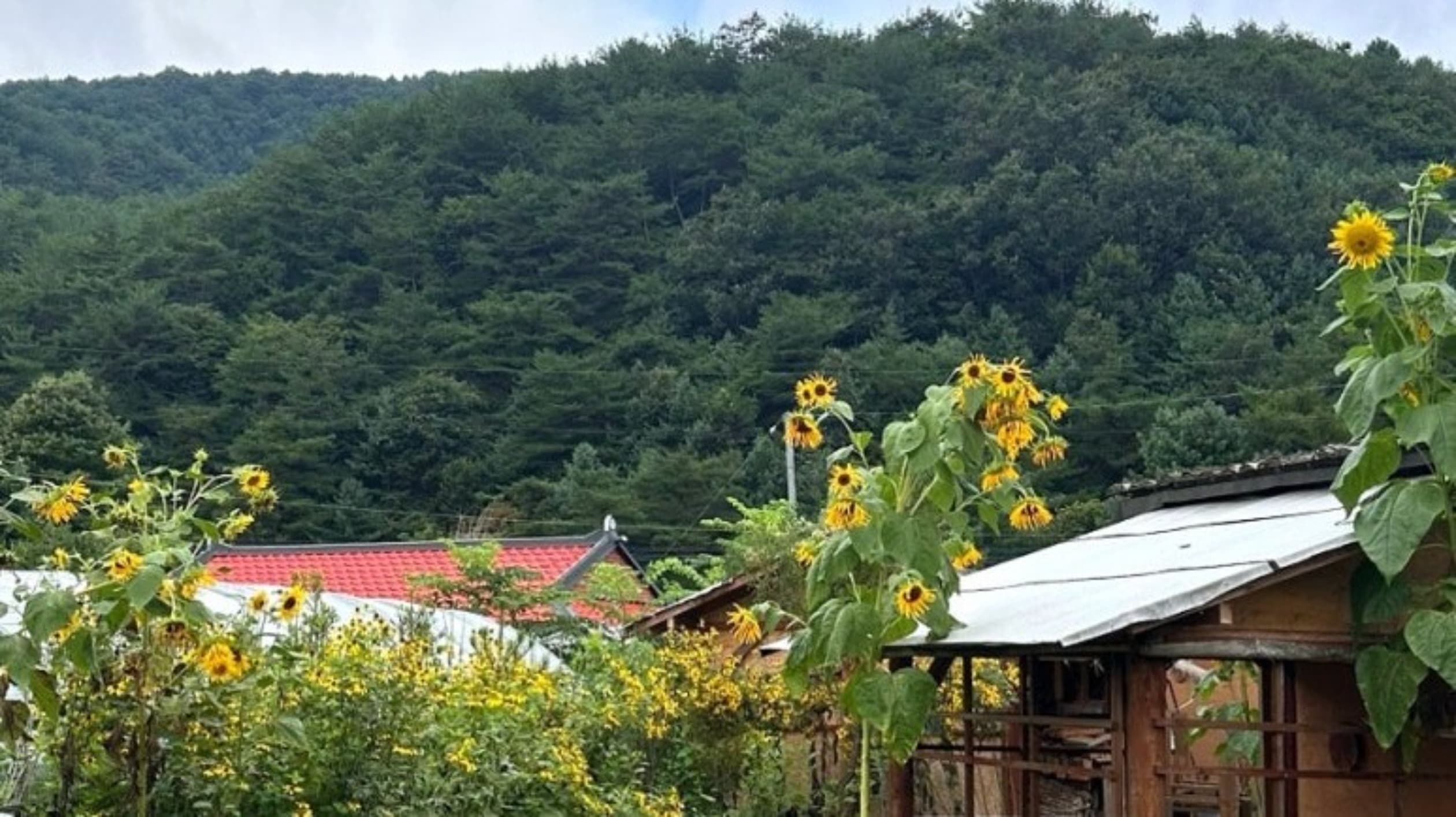 ๋ค๊ฝ๋ง์